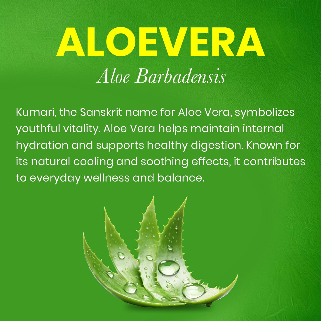 Aloe Vera Juice | For Digestion & Skin Health | 1L