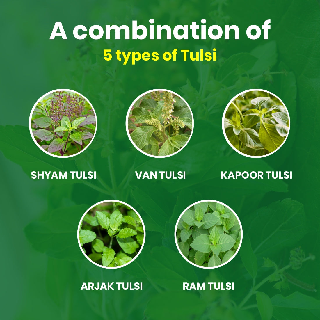 Tulsi Drops | Panch Tulsi | 30 ML