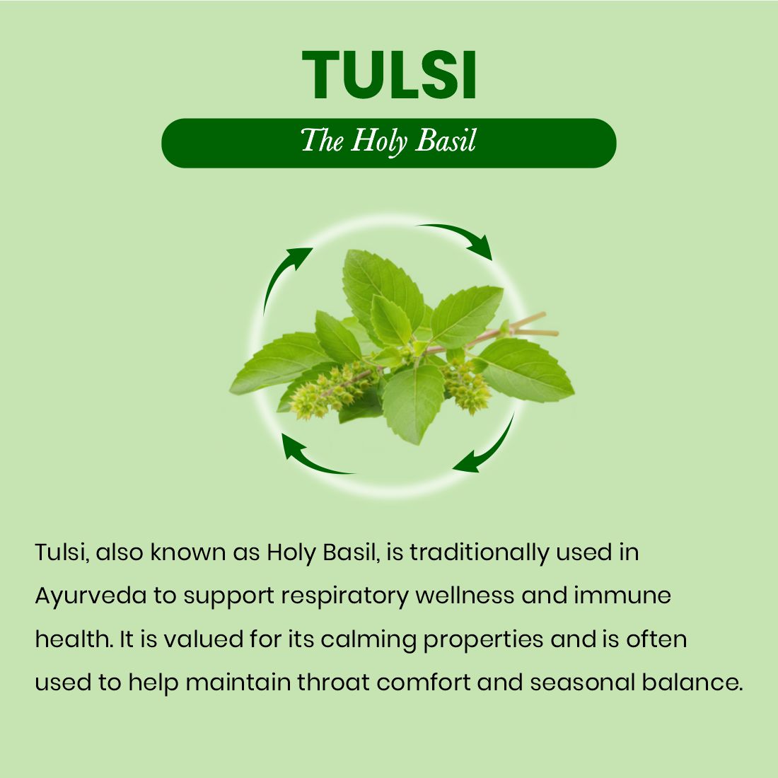 Tulsi Capsules | 60 Caps