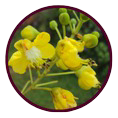 Caesalpinia sappan