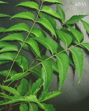 Neem Capsules | 60 Caps